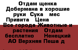 Отдам щенка Добермана в хорошие руки. Сука 5 мес. Привита › Цена ­ 5 000 - Все города Животные и растения » Отдам бесплатно   . Ненецкий АО,Верхняя Пеша д.